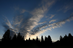 ImmNature018