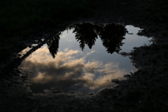 ImmNature019