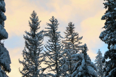 IMG_20241216_085830_473